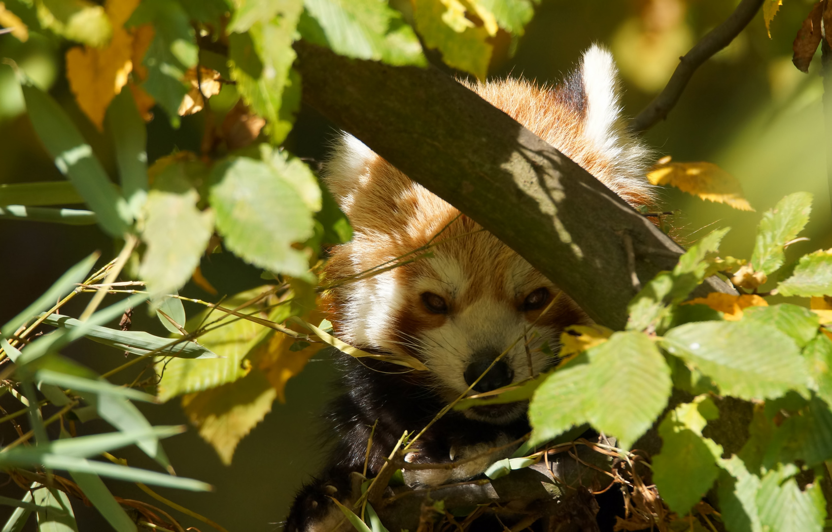 kleiner Panda