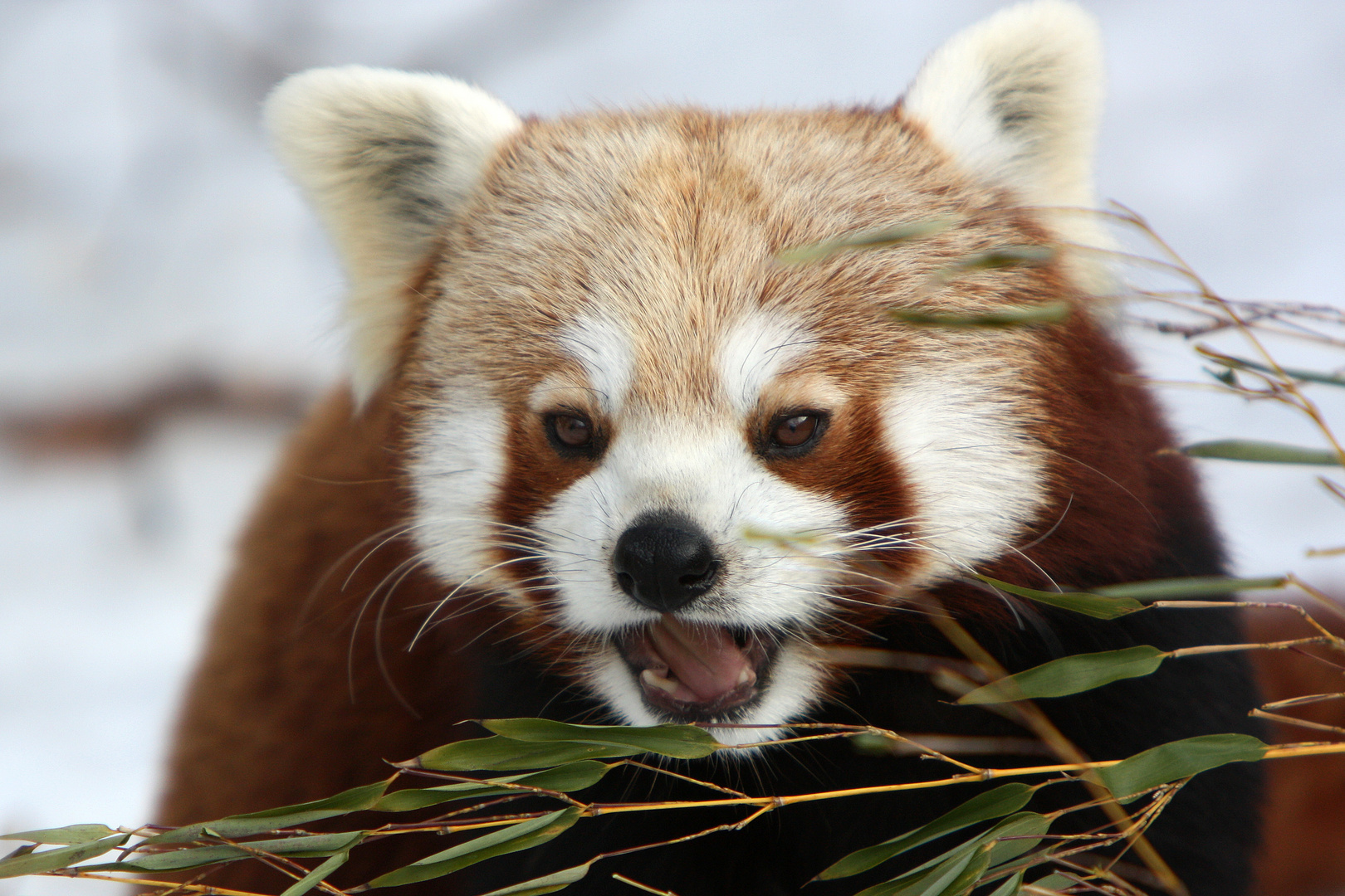 Kleiner Panda