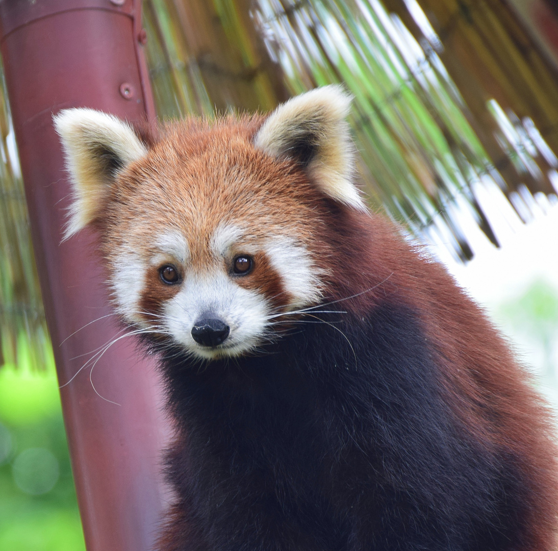 Kleiner Panda