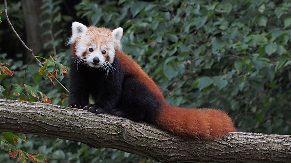 Kleiner Panda