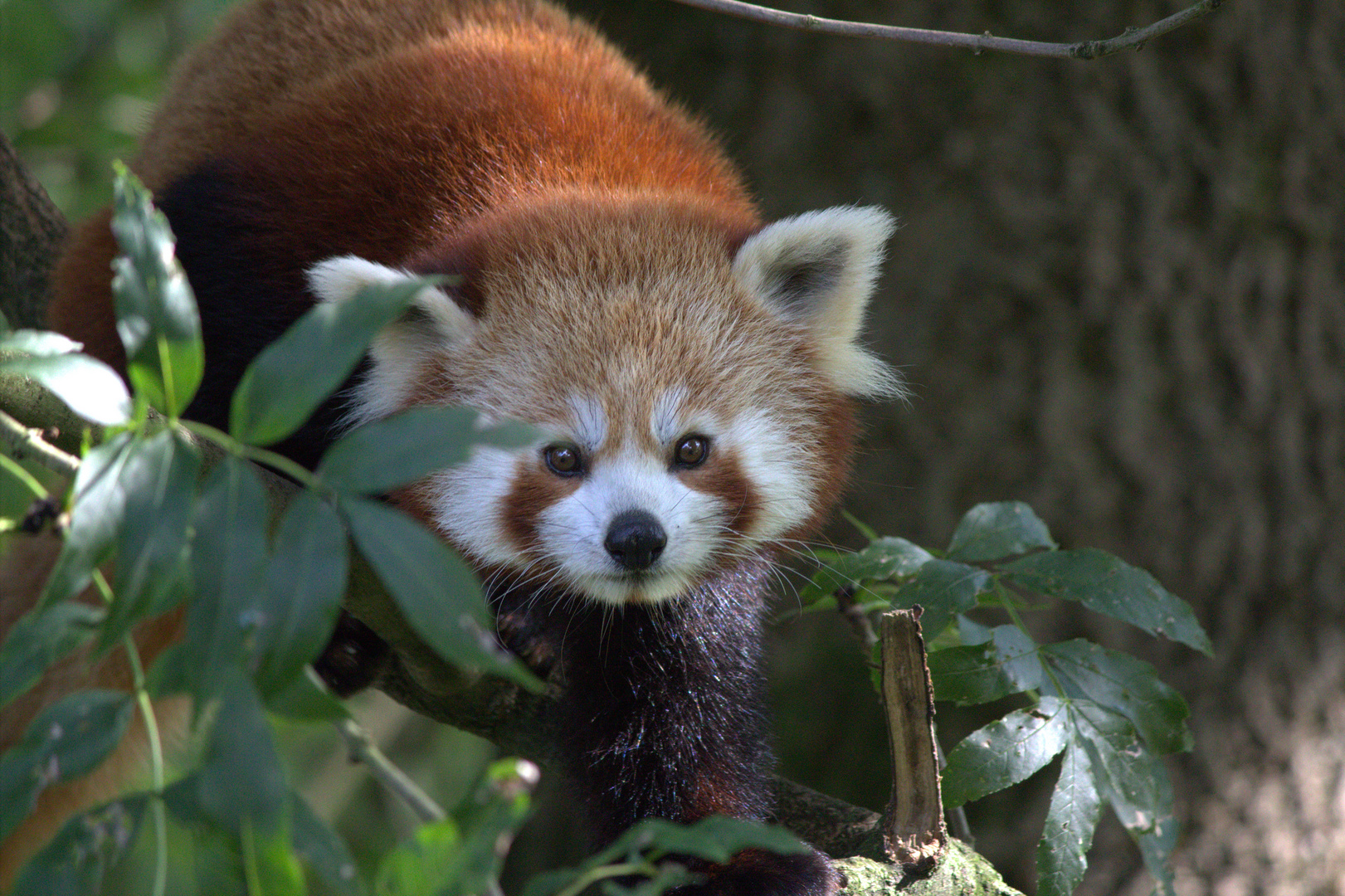 Kleiner Panda Foto & Bild | tiere, zoo, wildpark & falknerei ...