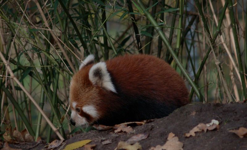 Kleiner Panda