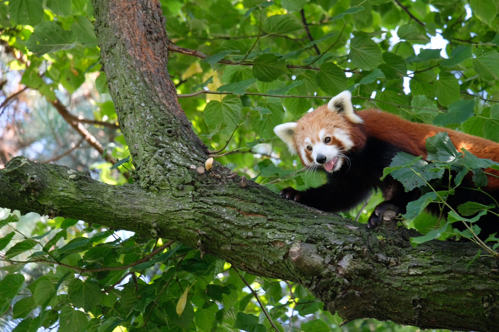 Kleiner Panda