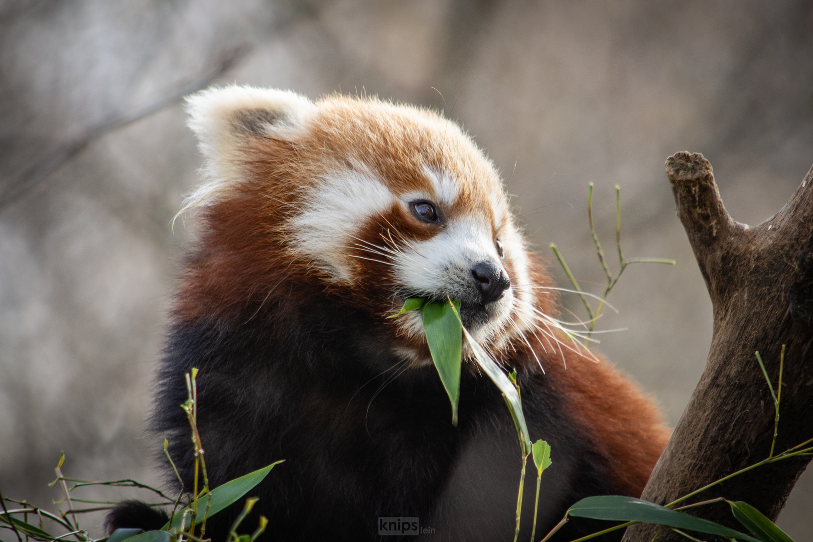 Kleiner Panda