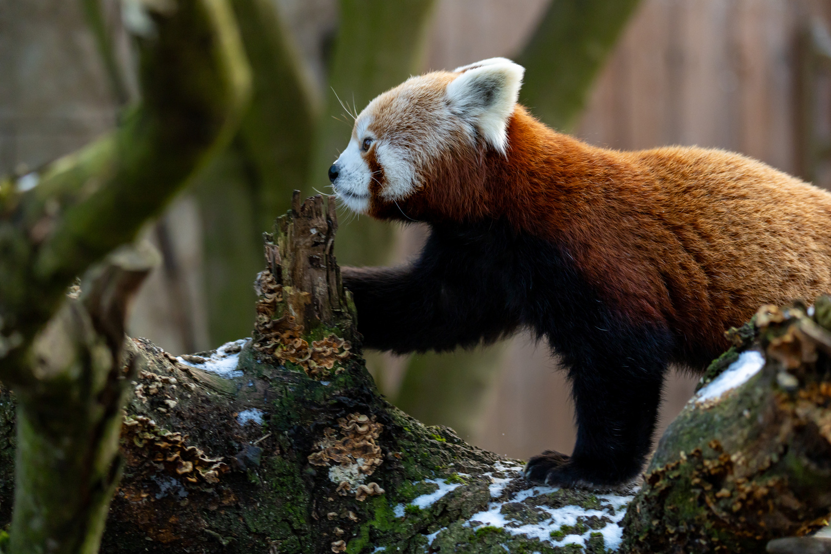 Kleiner Panda