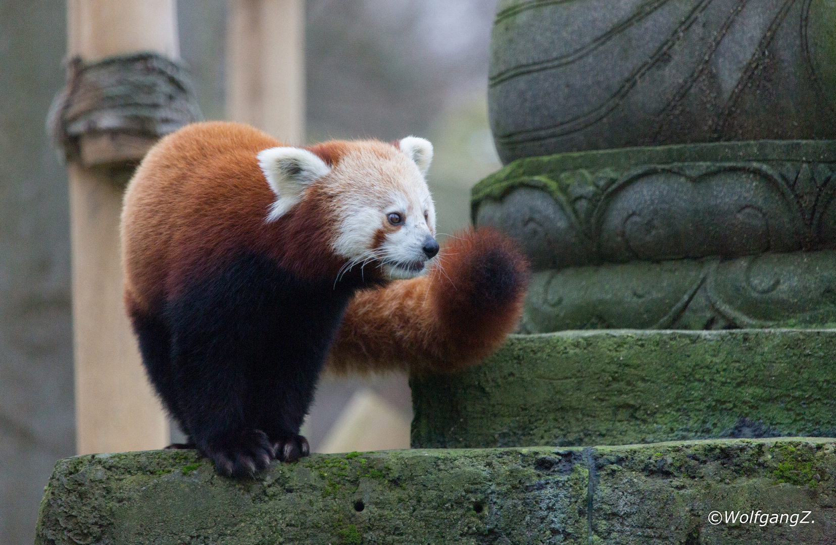 Kleiner Panda