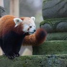 Kleiner Panda