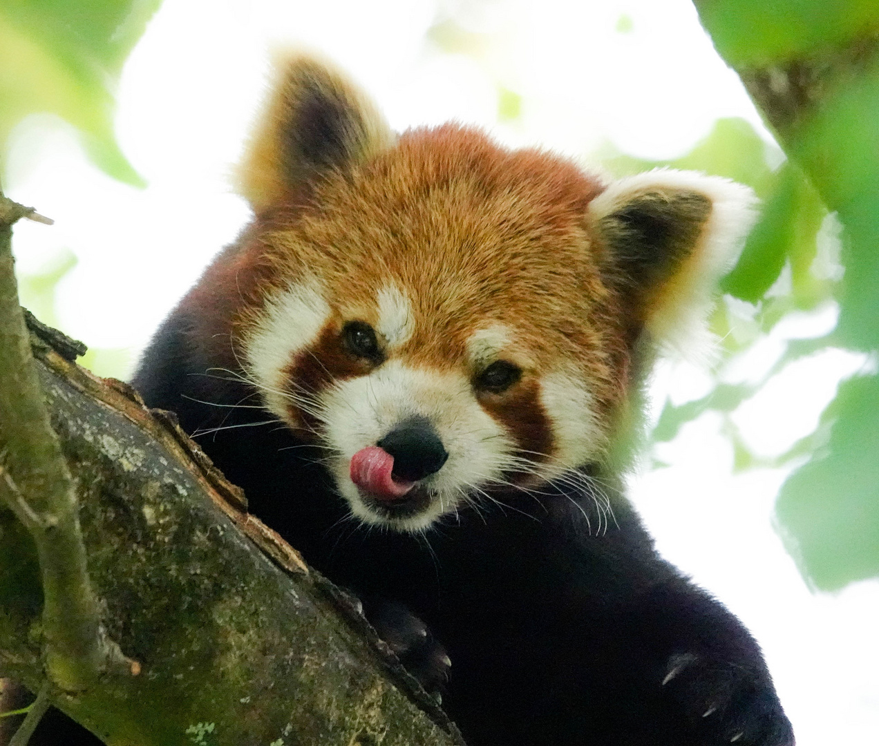 Kleiner Panda