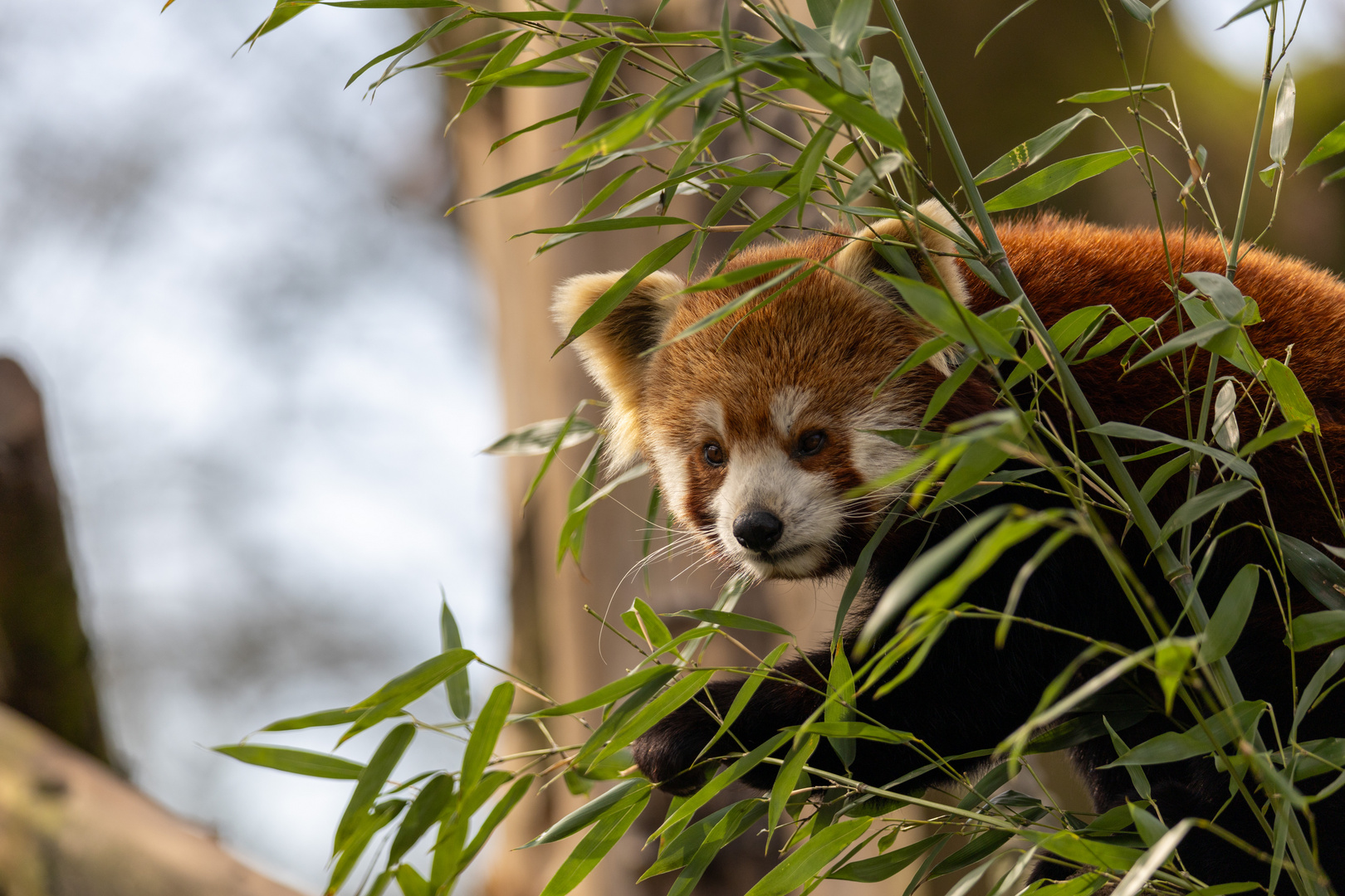 Kleiner Panda