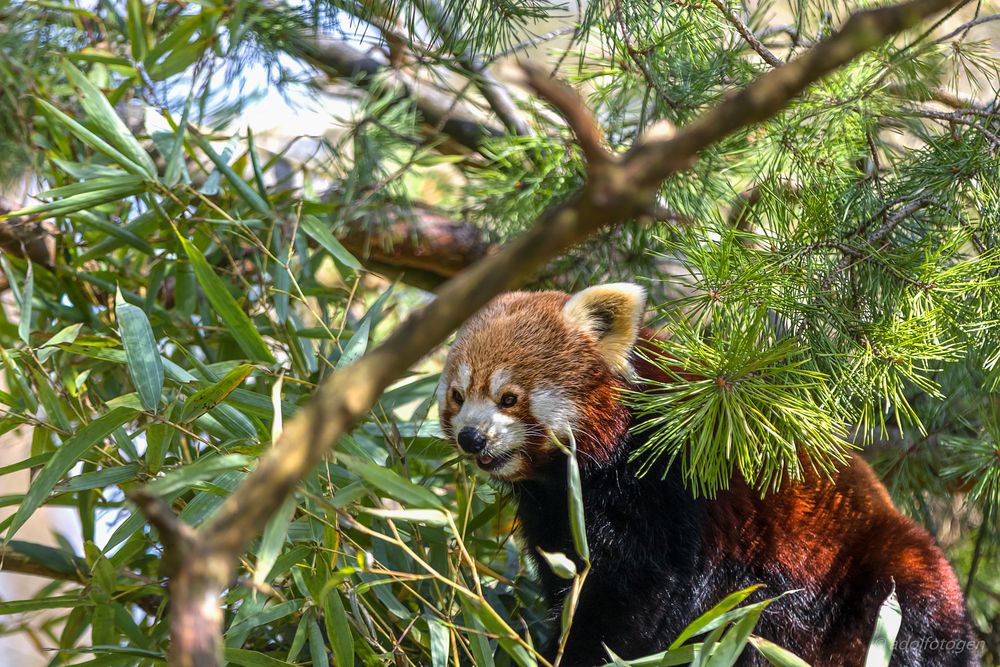 kleiner Panda