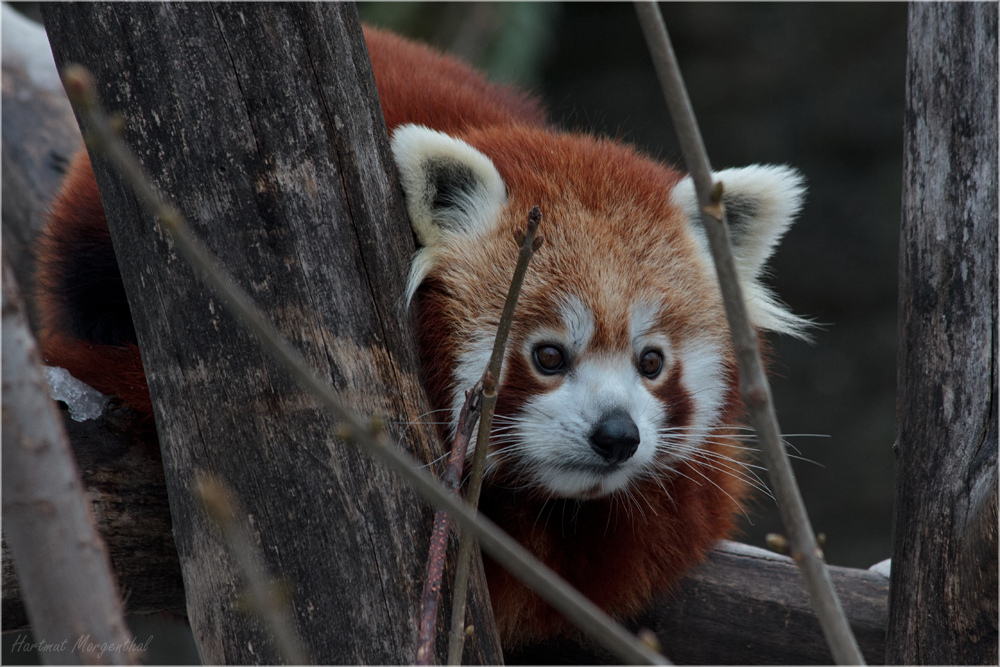 Kleiner Panda