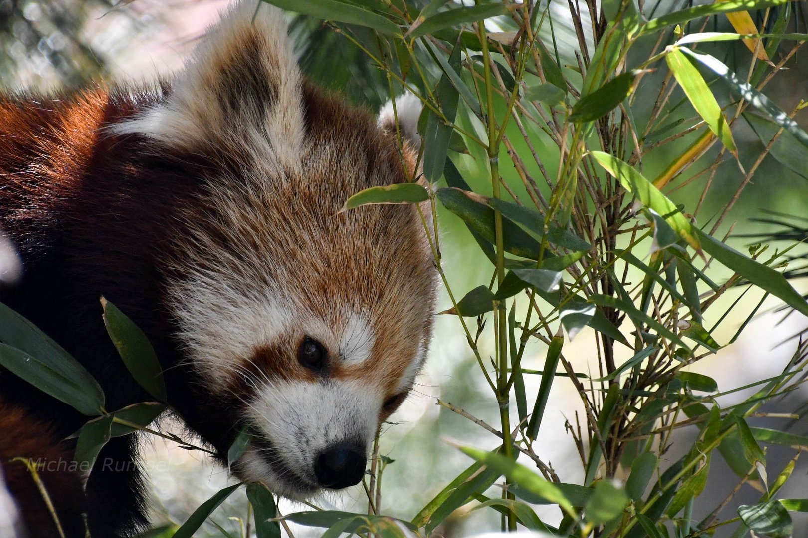 Kleiner Panda 