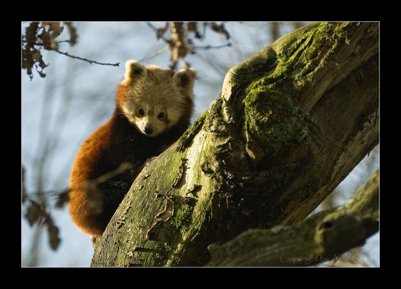 Kleiner Panda