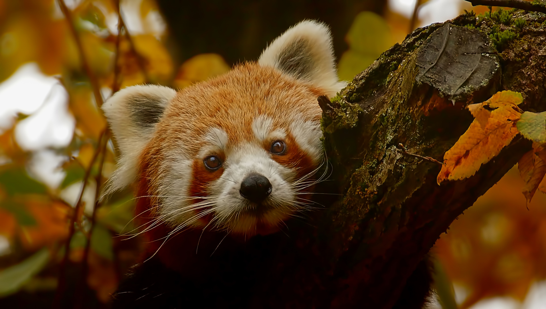 Kleiner Panda