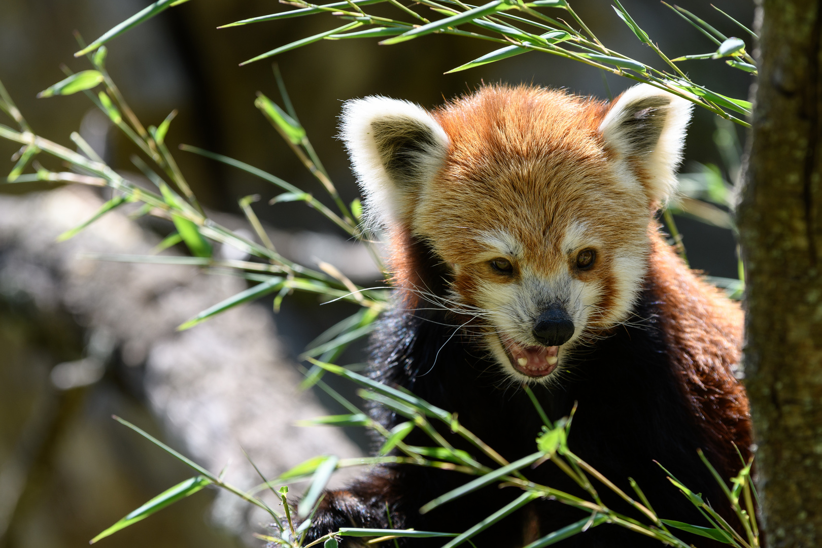 kleiner Panda