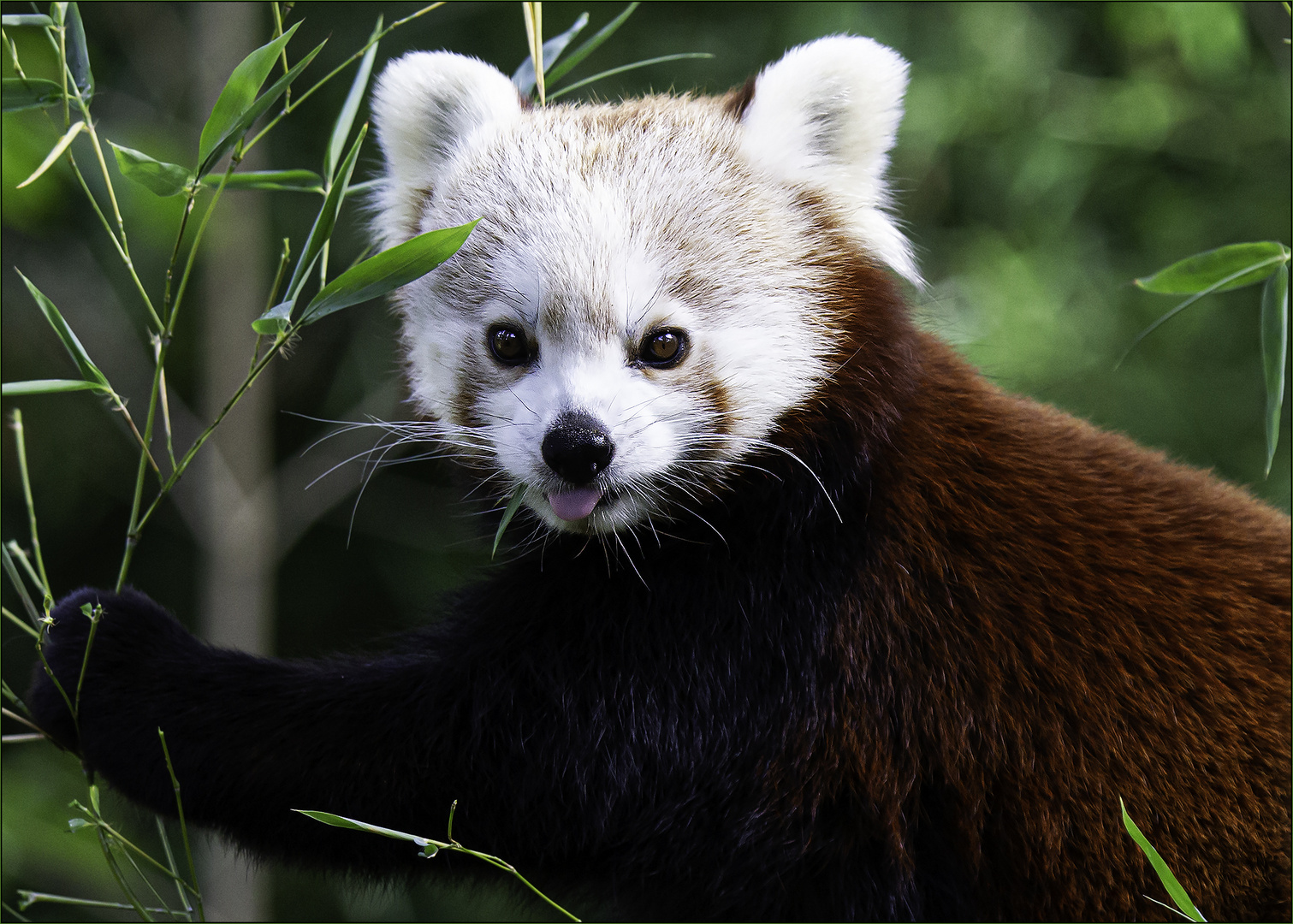 Kleiner Panda - Ailurus fulgens