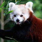 Kleiner Panda - Ailurus fulgens