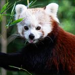 Kleiner Panda - Ailurus fulgens