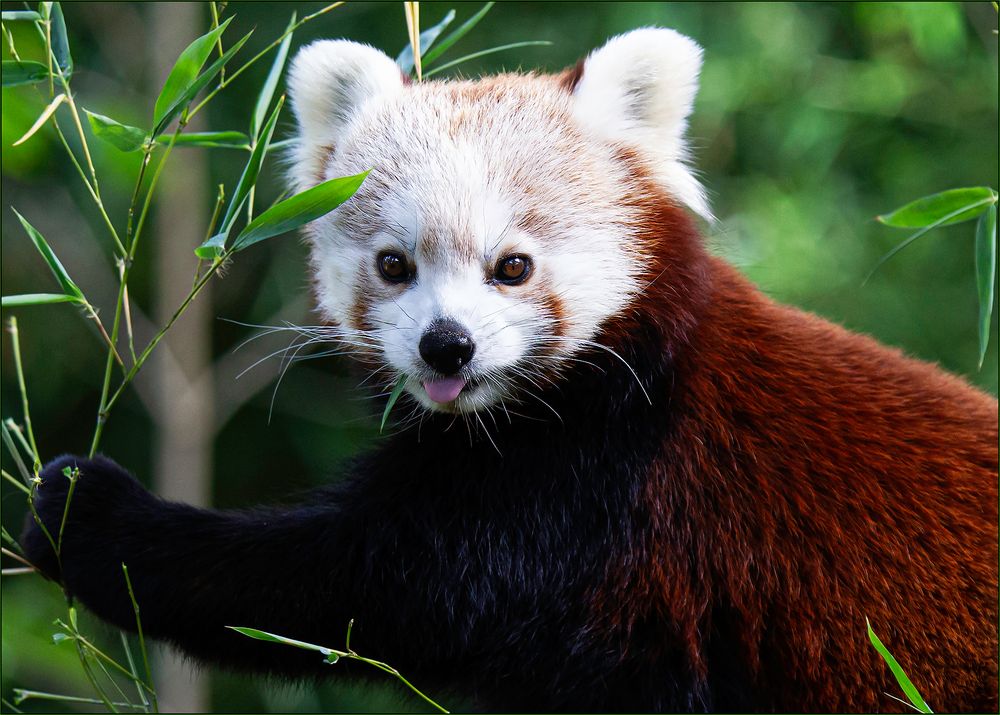 Kleiner Panda - Ailurus fulgens