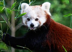 Kleiner Panda - Ailurus fulgens