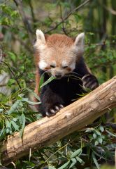 Kleiner Panda (Ailurus fulgens)