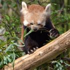 Kleiner Panda (Ailurus fulgens)