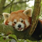 Kleiner Panda (Ailurus Fulgens)