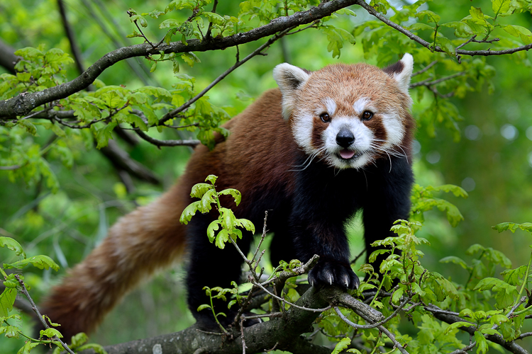 Kleiner Panda (Ailurus fulgens)