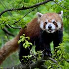 Kleiner Panda (Ailurus fulgens)