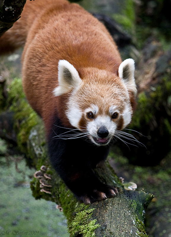 Kleiner Panda (Ailurus fulgens)