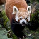 Kleiner Panda (Ailurus fulgens)