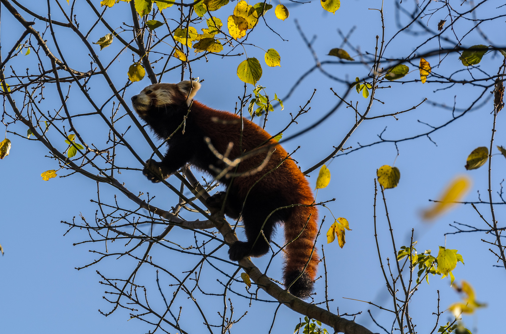 Kleiner Panda (Ailurus fulgens)