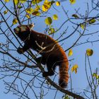 Kleiner Panda (Ailurus fulgens)