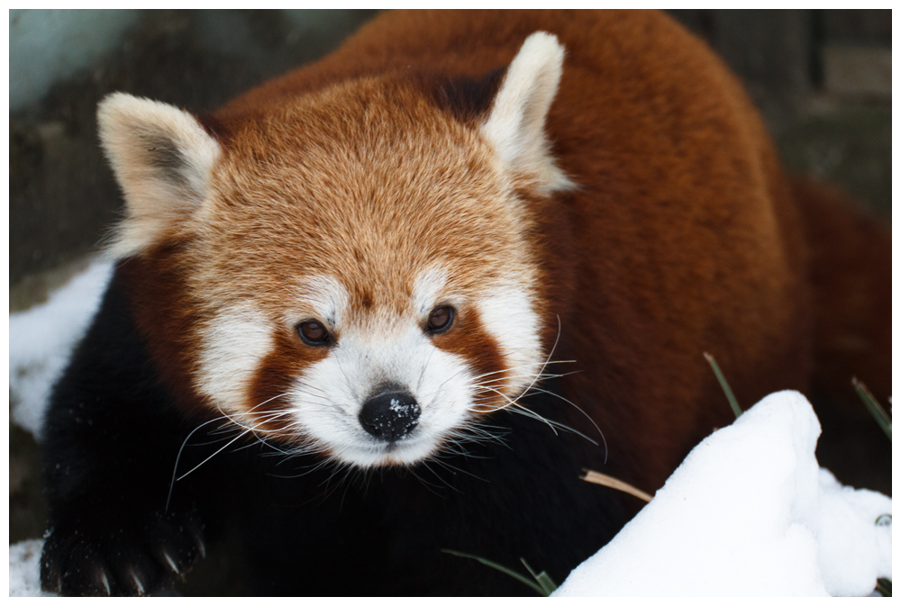 Kleiner Panda (Ailurus fulgens)