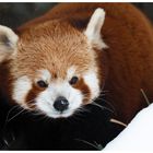 Kleiner Panda (Ailurus fulgens)