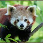 Kleiner Panda (Ailurus fulgens) im Zoo Dortmund