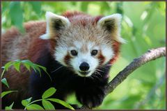 Kleiner Panda (Ailurus fulgens) im Zoo Dortmund