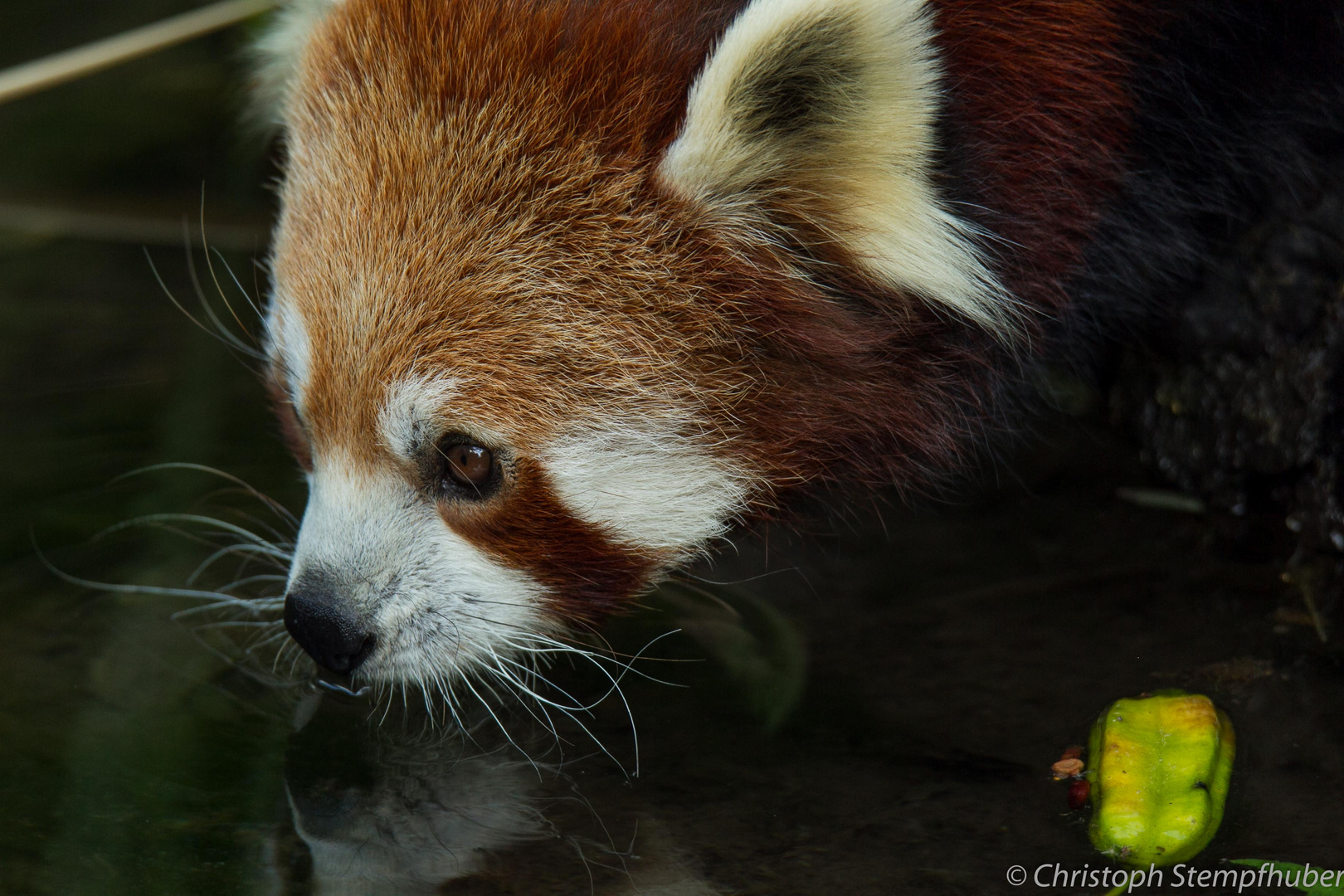 Kleiner Panda am Wasser