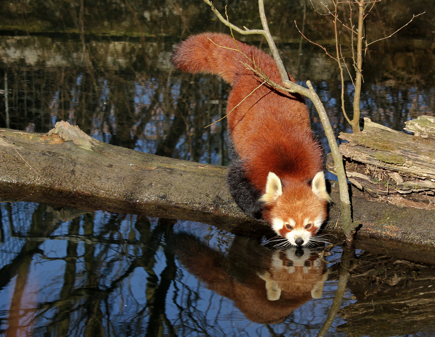 Kleiner Panda am Wasser