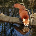 Kleiner Panda am Wasser