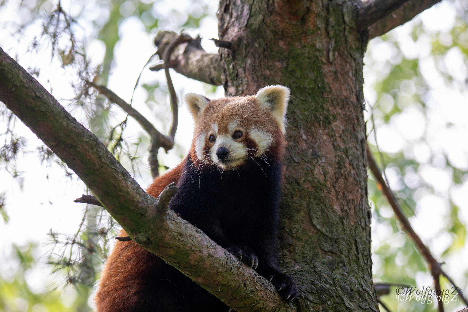 Kleiner Panda, auch Roter Panda