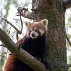 Kleiner Panda, auch Roter Panda