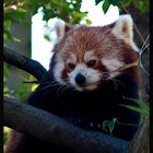 kleiner Panda - auch roter Panda genannt