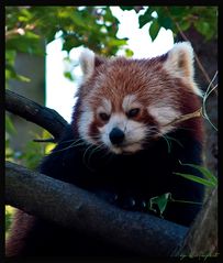 kleiner Panda - auch roter Panda genannt