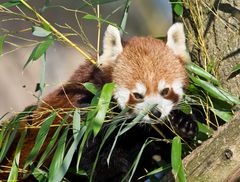 Kleiner Panda auf dem Weg durch die Speisekammer