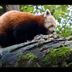 Kleiner Panda auf Dufterkundungstour