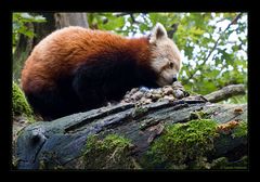 Kleiner Panda auf Dufterkundungstour