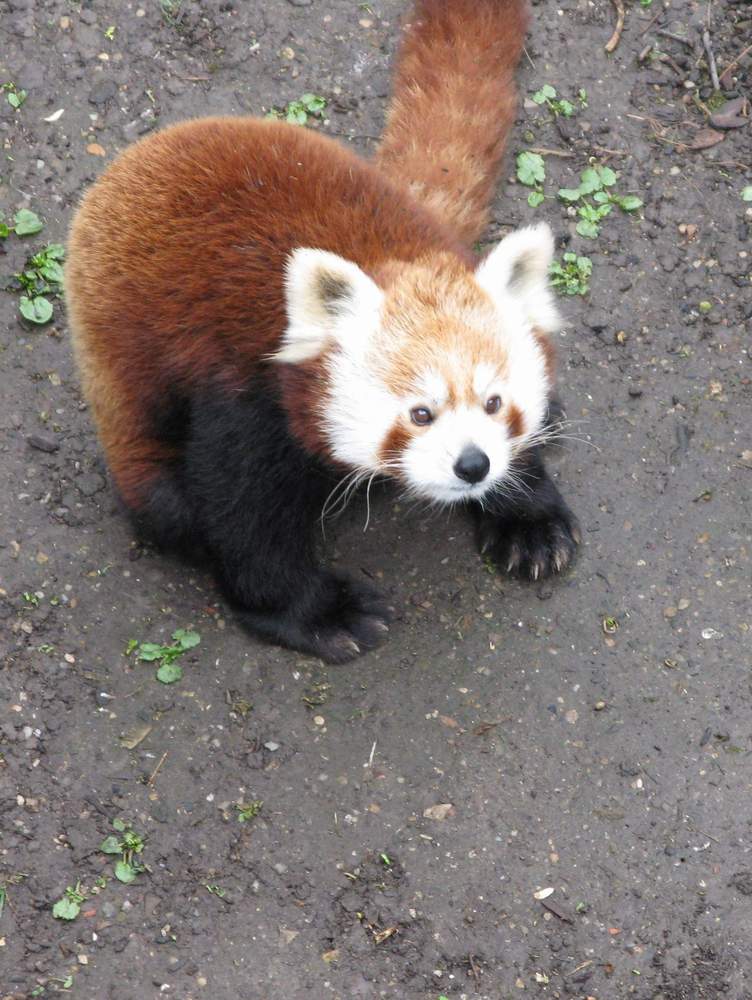 kleiner Panda aus Schönbrunn