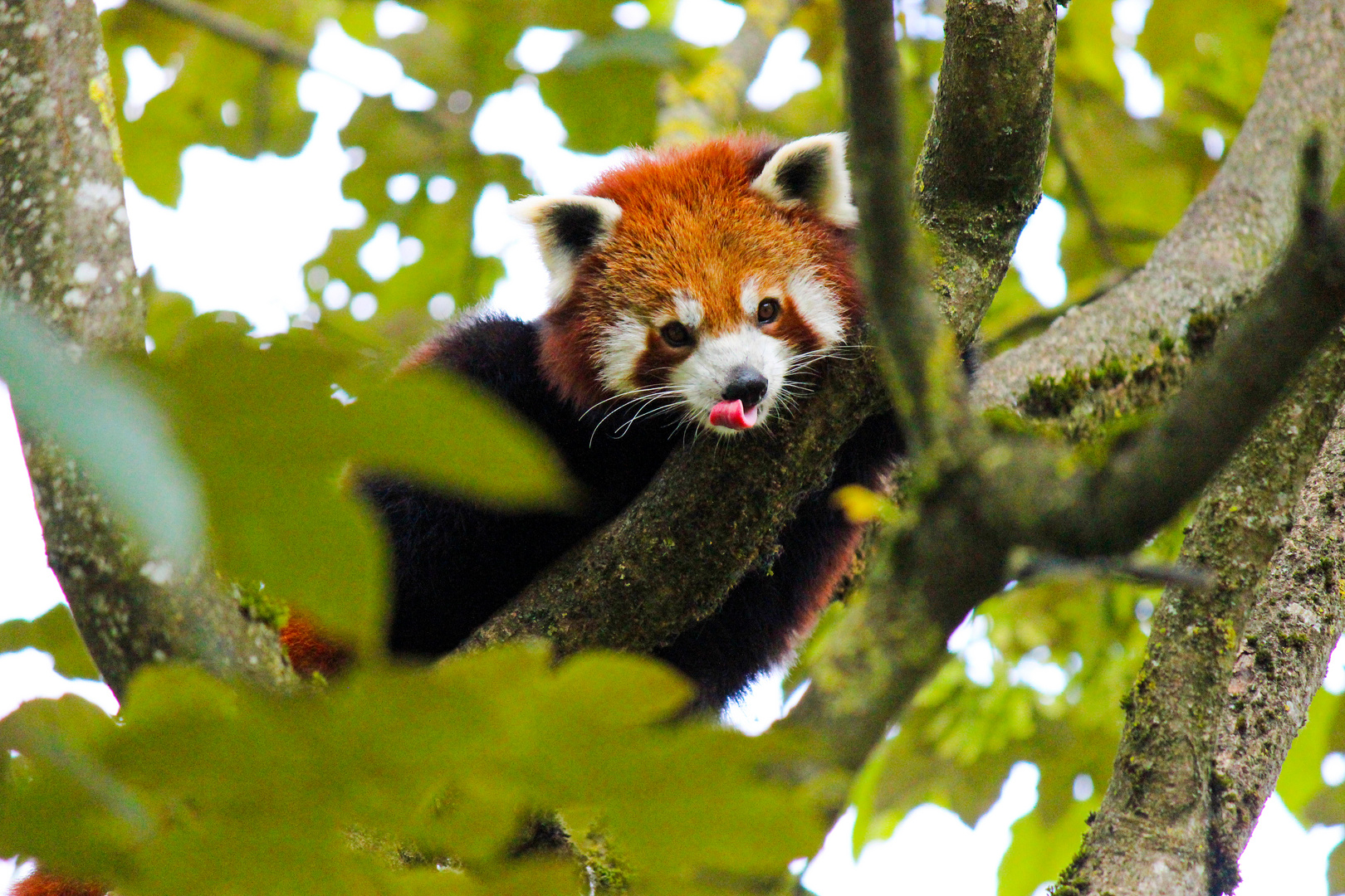 Kleiner Panda 