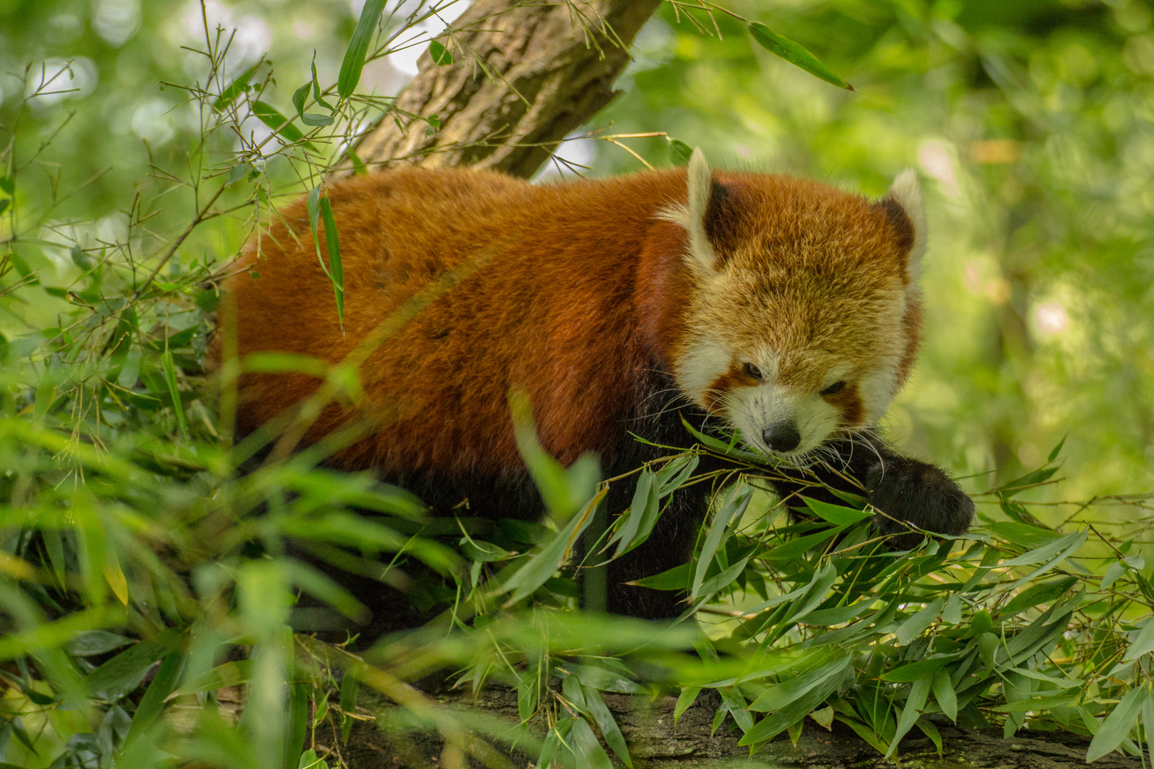 Kleiner Panda